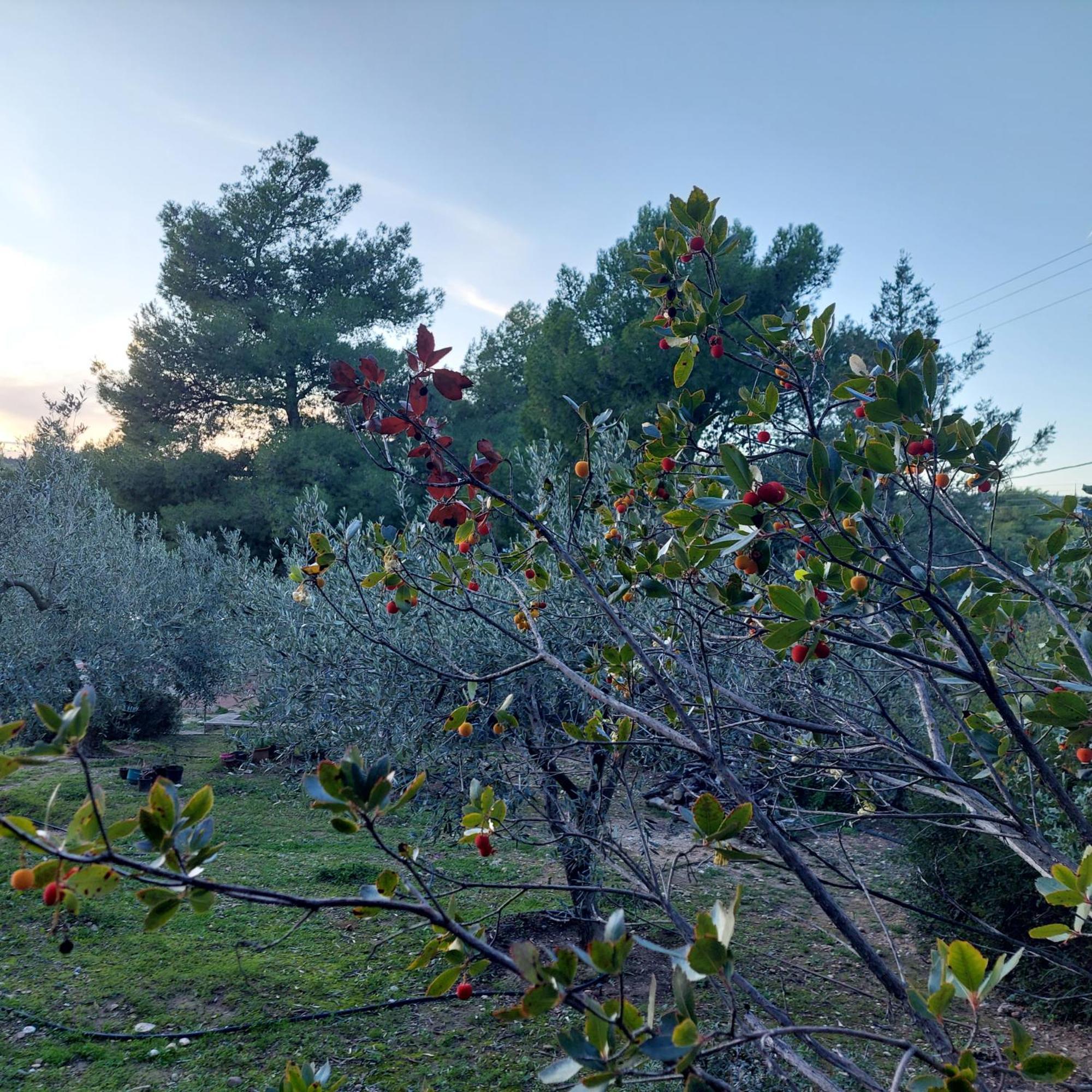 Villa Irini Porto Heli Dış mekan fotoğraf